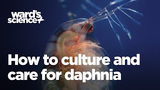 Caring and Culturing for Daphnia [upl. by Coben]