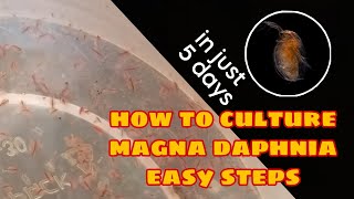 How to Culture Magna Daphnia Easily [upl. by Ahsemrak]