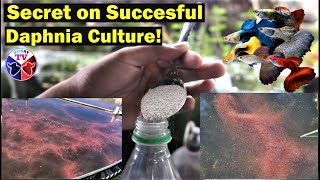 How to Culture Daphnia Successfully [upl. by Blalock714]