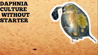 HOW TO CULTURE DAPHNIA NATURALLY WITHOUT A STARTER [upl. by Marentic]