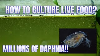 How to Culture Daphnia Secret Method to Breed MILLIONS  Simply Aquatic [upl. by Najtsirk787]