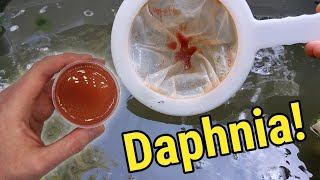 How I Culture Daphnia In Outdoor Tubs [upl. by Felske]