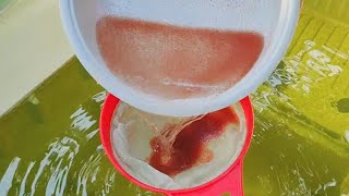 How to culture daphnia  Daphnia culture  How to grow daphnia outdoor [upl. by Demmy581]