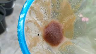 How to culture daphnia moina in a small container Part 1 English Subtitle [upl. by Corabella719]