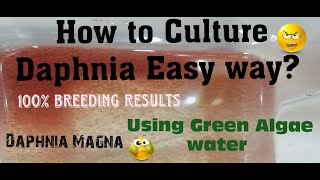 Daphnia MagnaHow to Culture Daphnia Easy wayCulturing Daphnia using Green water Daphnia [upl. by Occir545]