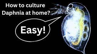 BEST Live Fish Food Beginner guide How to Culture Daphnia at home [upl. by Tonye]