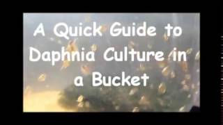 How to culture daphnia outside [upl. by Nylidnam]