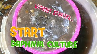 How to culture daphnia moina the easy way 1  Starting the Daphnia culture [upl. by Elisa]