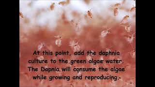 Daphnia  How to grow daphnia in your home [upl. by Ademla]