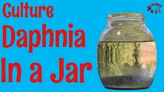 How to Culture Daphnia in a Jar [upl. by Ajnot808]