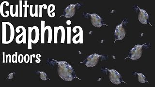 How to Culture Daphnia [upl. by Eema]