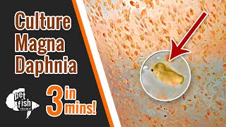 How to culture DAPHNIA MAGNA  The easy way [upl. by Hanover504]