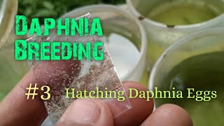 Daphnia Culture made simple and easy 3  Hatching Daphnia eggs [upl. by Borreri829]