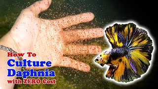 How to Culture Daphnia with ZERO Cost  Unlimited Live Food For Our Fish [upl. by Newman]