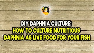 DIY Daphnia Culture How to Culture Nutritious Daphnia as Live Food for Your Fish [upl. by Arel]