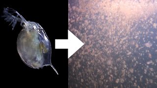 How I Culture Daphnia [upl. by Arlena220]