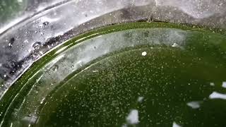 DAPHNIA MOINA CULTURE IN A SMALL BUCKET [upl. by Rheingold]