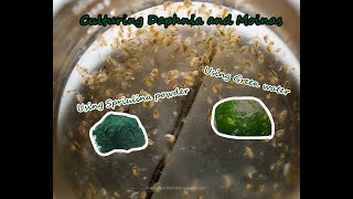 How To Culture Daphnia and Moinas using Green Water Spirulina powder [upl. by Aerona]