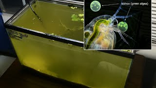 Raising Daphnia for the Freshwater Aquarium [upl. by Rothwell]