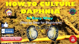 HOW TO CULTURE DAPHNIA In Easy Way [upl. by Aciraj]